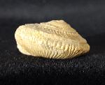 Obornella plicopunctata (DESLONGCHAMPS 1849) - Bild © FossNet FossilienStore